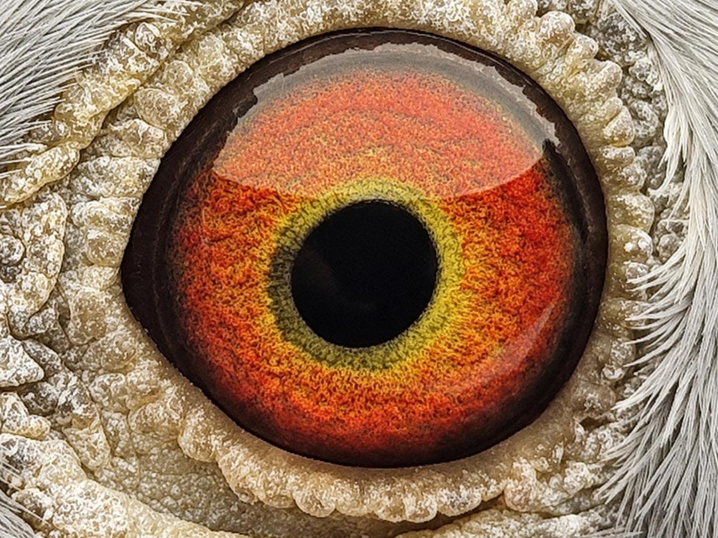 Pigeon eye